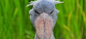 Dinosaur Shoebill Archive