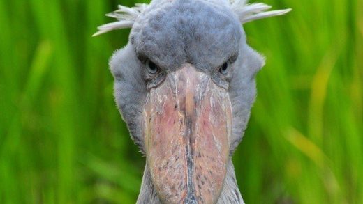 Dinosaur Shoebill If Birds are Dinosaurs