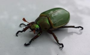 Image of a feckless beetle