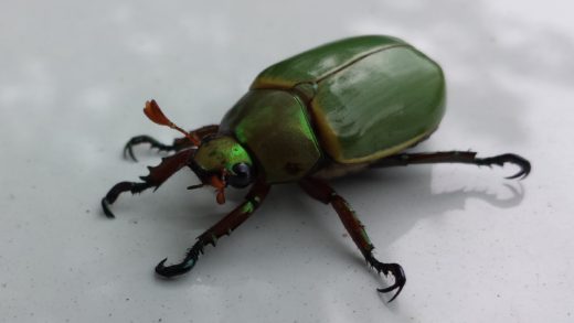 Image of a feckless beetle