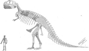 Tyrannosaurus skeleton Archive