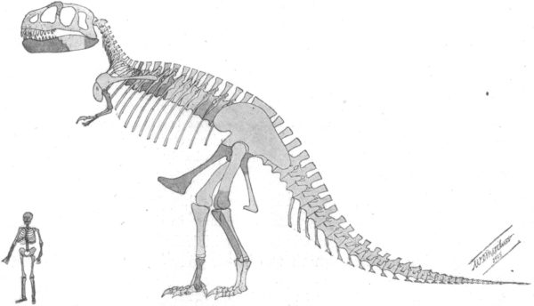 Before Assembling the Dinosaur, an image from William D. Matthew with Osborn's description paper.