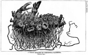 A black and white drawing of a rhizome, which some take to symbolize Spinozism.