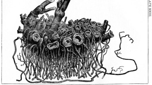 A black and white drawing of a rhizome, which some take to symbolize Spinozism.