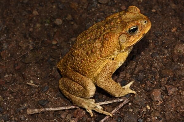 cane toad Delicious December 2023: Read, Watched